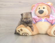 8 week old Pomeranian Puppy For Sale - Lone Star Pups