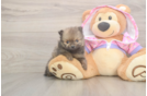 Playful Pomeranian Purebred Pup