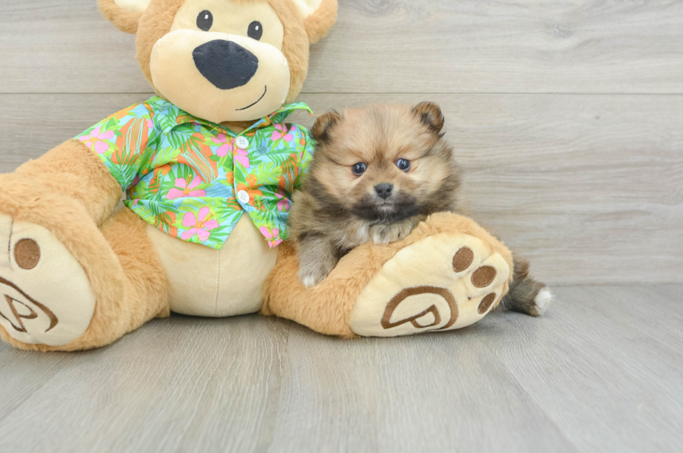 5 week old Pomeranian Puppy For Sale - Lone Star Pups