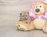 9 week old Pomeranian Puppy For Sale - Lone Star Pups