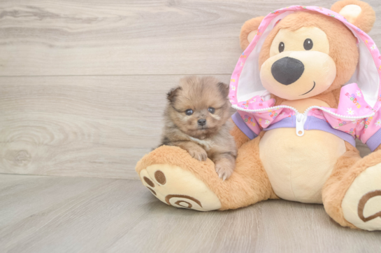 Pomeranian Pup Being Cute