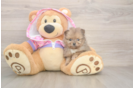 Petite Pom Purebred Puppy