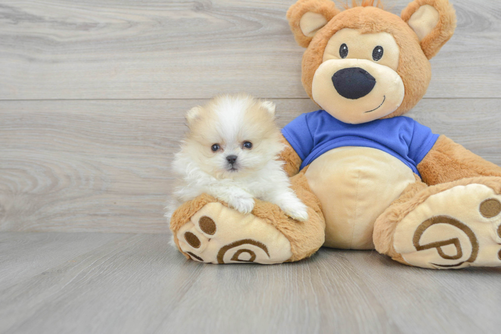 Fluffy Pomeranian Purebred Puppy