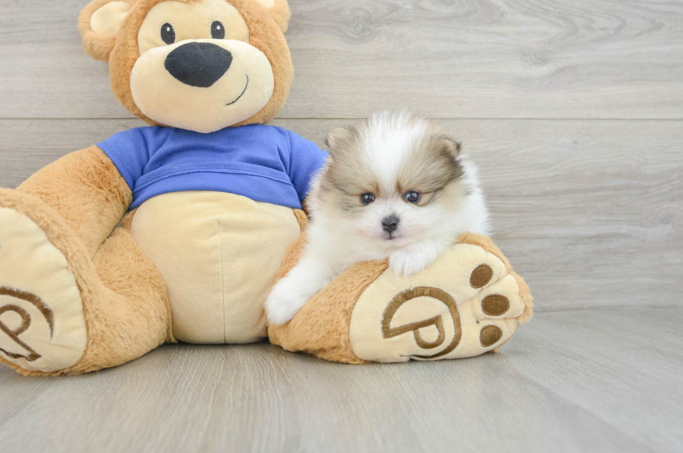 5 week old Pomeranian Puppy For Sale - Lone Star Pups