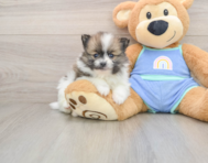 7 week old Pomeranian Puppy For Sale - Lone Star Pups