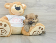 6 week old Pomeranian Puppy For Sale - Lone Star Pups