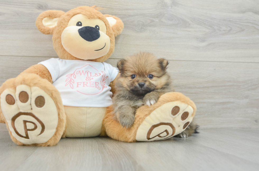 6 week old Pomeranian Puppy For Sale - Lone Star Pups