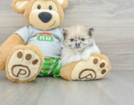 8 week old Pomeranian Puppy For Sale - Lone Star Pups