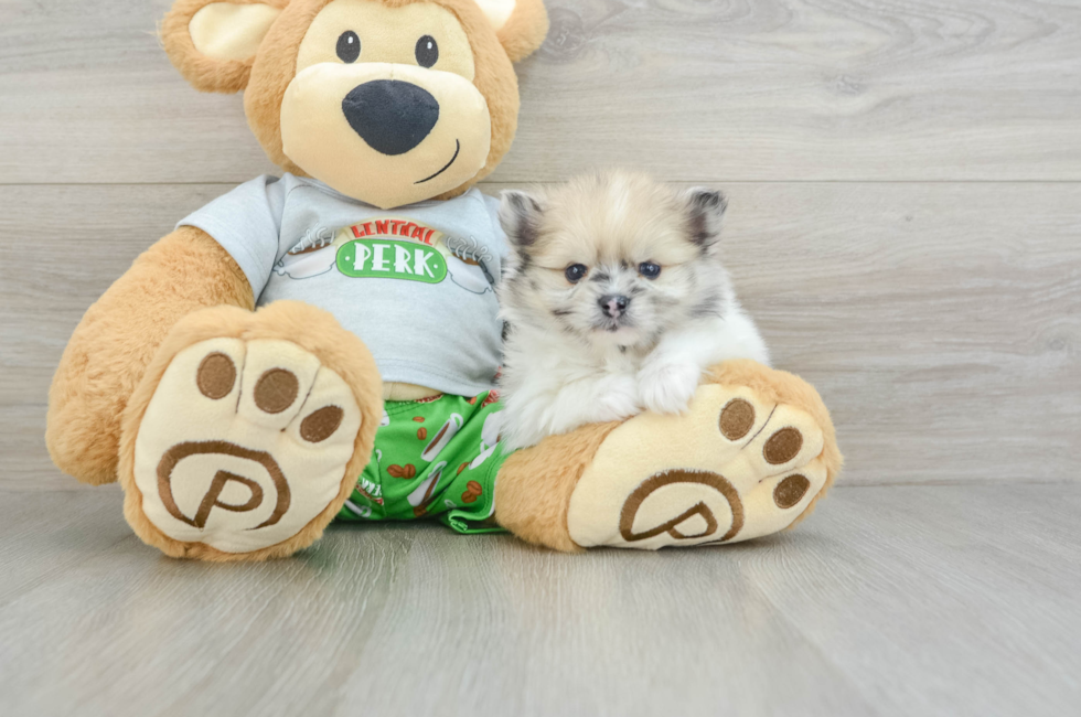 5 week old Pomeranian Puppy For Sale - Lone Star Pups