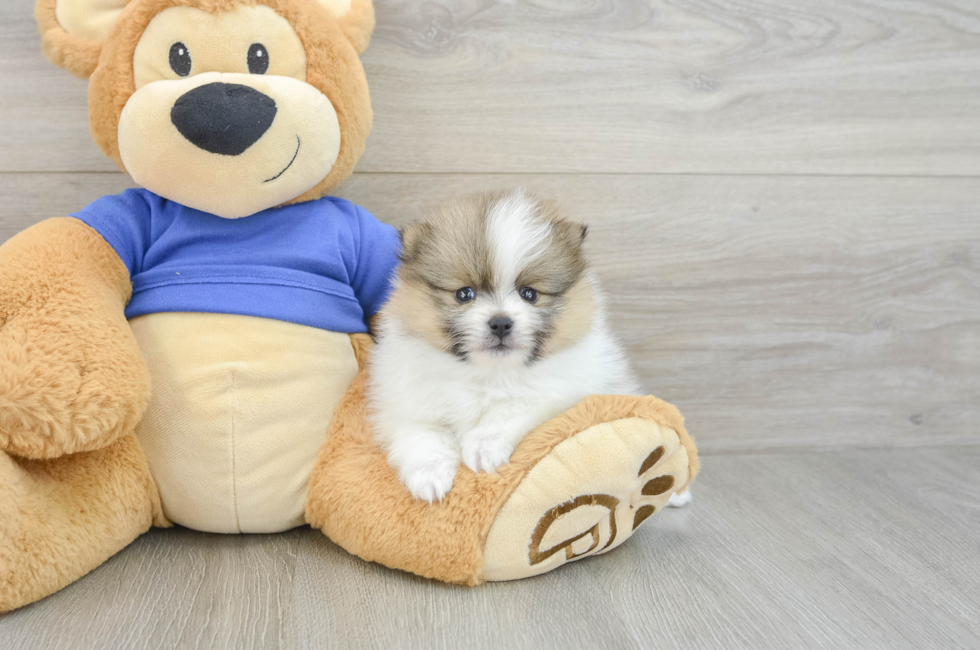 5 week old Pomeranian Puppy For Sale - Lone Star Pups