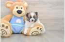 Pomeranian Pup Being Cute
