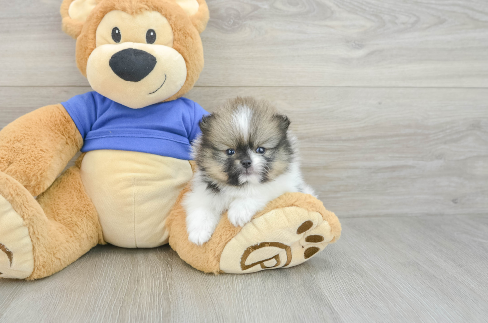 5 week old Pomeranian Puppy For Sale - Lone Star Pups