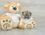 7 week old Pomeranian Puppy For Sale - Lone Star Pups