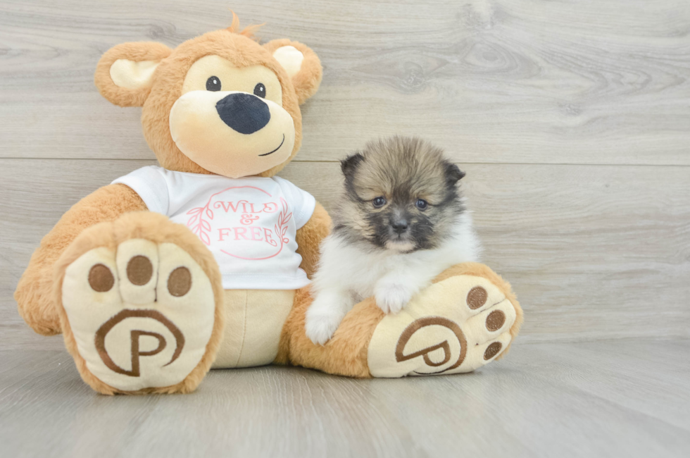 6 week old Pomeranian Puppy For Sale - Lone Star Pups