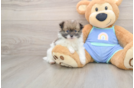 Fluffy Pom Pom Purebred Puppy