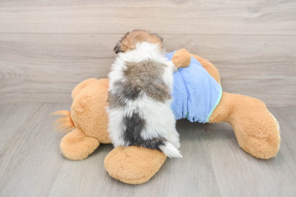 Pomeranian Pup Being Cute
