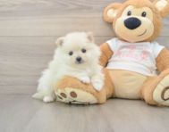 8 week old Pomeranian Puppy For Sale - Lone Star Pups