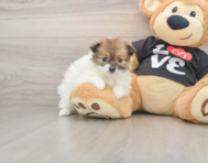 5 week old Pomeranian Puppy For Sale - Lone Star Pups