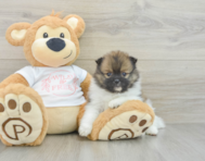 6 week old Pomeranian Puppy For Sale - Lone Star Pups