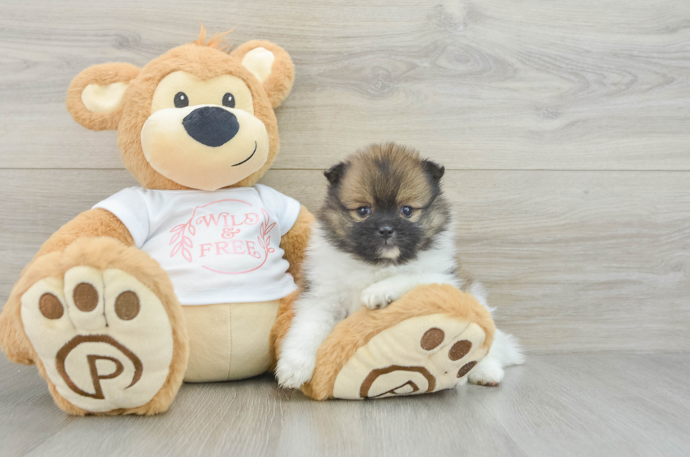 6 week old Pomeranian Puppy For Sale - Lone Star Pups