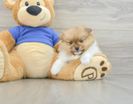 7 week old Pomeranian Puppy For Sale - Lone Star Pups