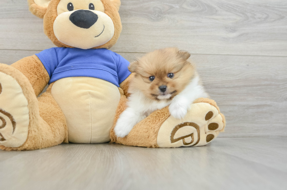 5 week old Pomeranian Puppy For Sale - Lone Star Pups
