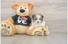 Pomeranian Puppy for Adoption