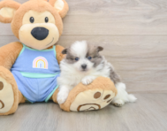 8 week old Pomeranian Puppy For Sale - Lone Star Pups