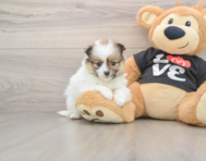6 week old Pomeranian Puppy For Sale - Lone Star Pups