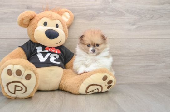 Energetic Pom Purebred Puppy