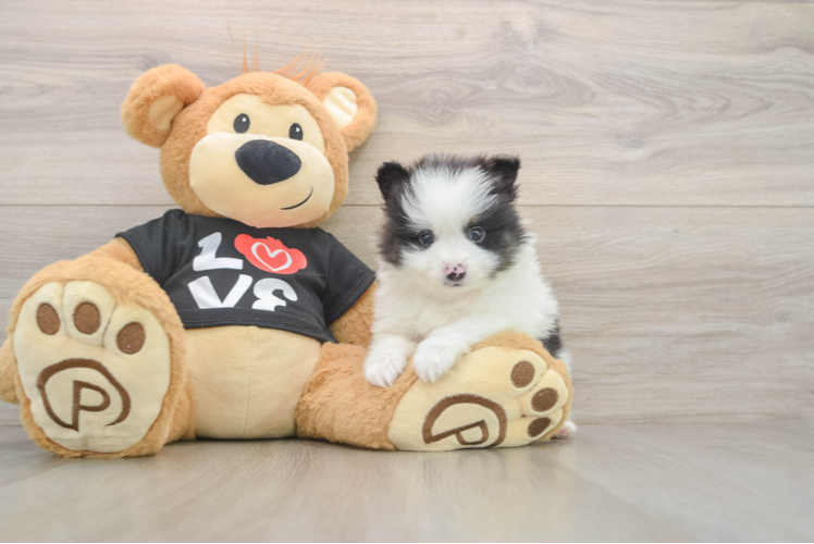 Energetic Loulou Purebred Puppy