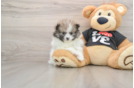 Friendly Pomeranian Baby