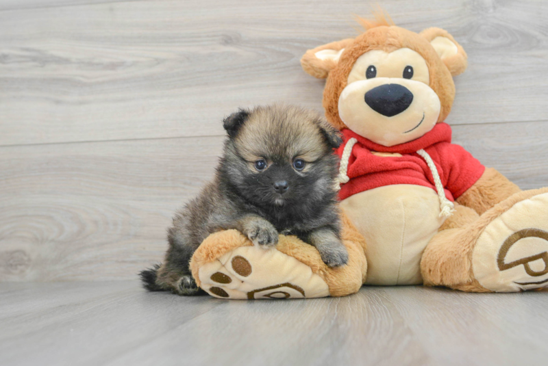 Meet Pandora - our Pomeranian Puppy Photo 1/3 - Lone Star Pups
