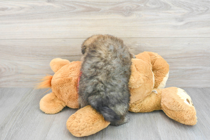 Meet Pandora - our Pomeranian Puppy Photo 2/3 - Lone Star Pups