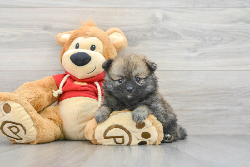 Meet Pandora - our Pomeranian Puppy Photo 3/3 - Lone Star Pups