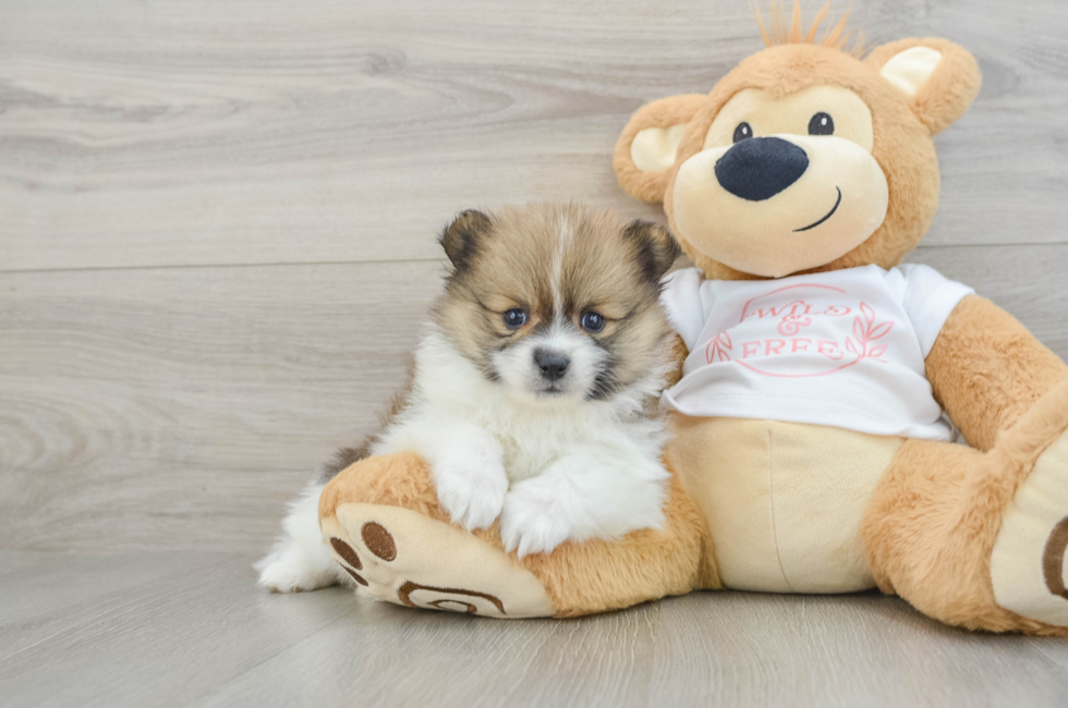6 week old Pomeranian Puppy For Sale - Lone Star Pups