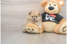 Akc Registered Pomeranian Baby