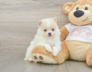 7 week old Pomeranian Puppy For Sale - Lone Star Pups