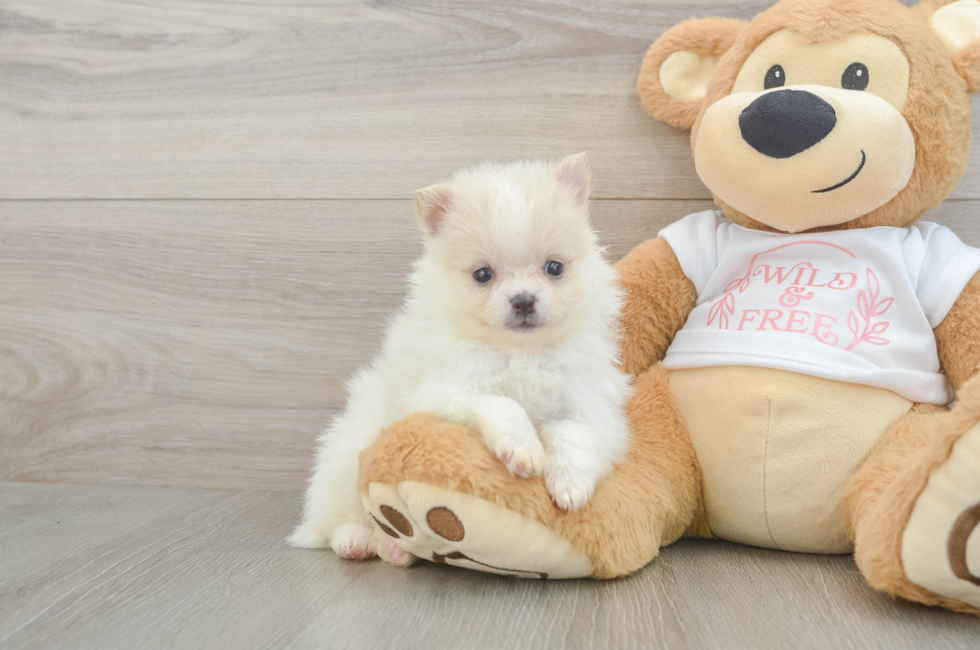 5 week old Pomeranian Puppy For Sale - Lone Star Pups