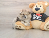 7 week old Pomeranian Puppy For Sale - Lone Star Pups