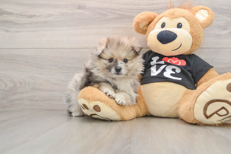 Petite Swergspitz Purebred Puppy