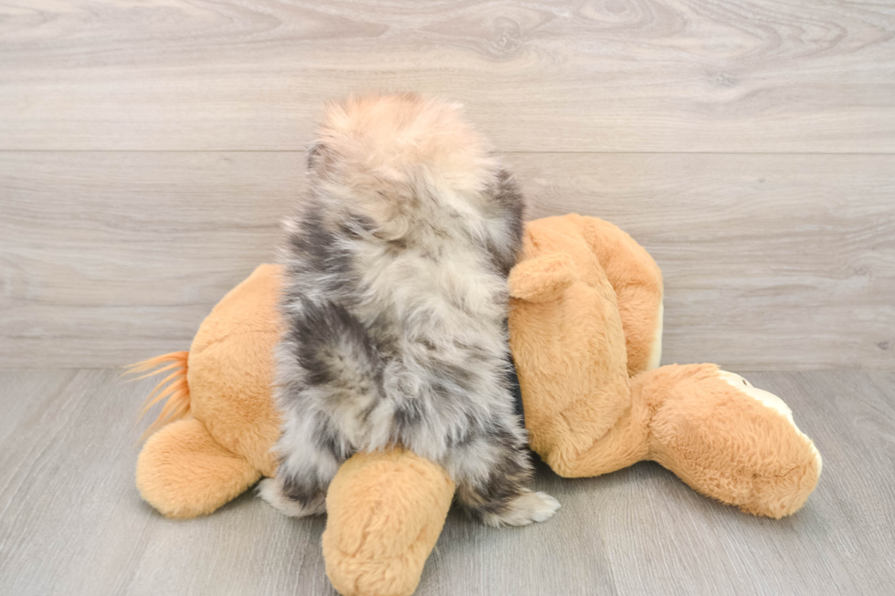 Akc Registered Pomeranian Baby