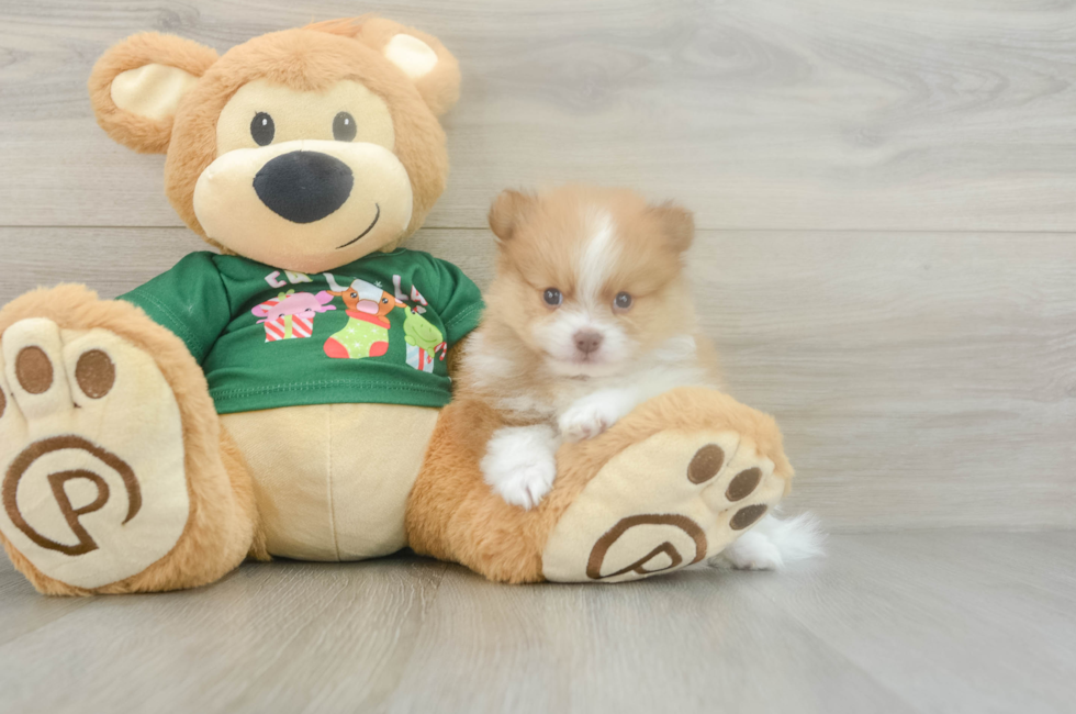 5 week old Pomeranian Puppy For Sale - Lone Star Pups