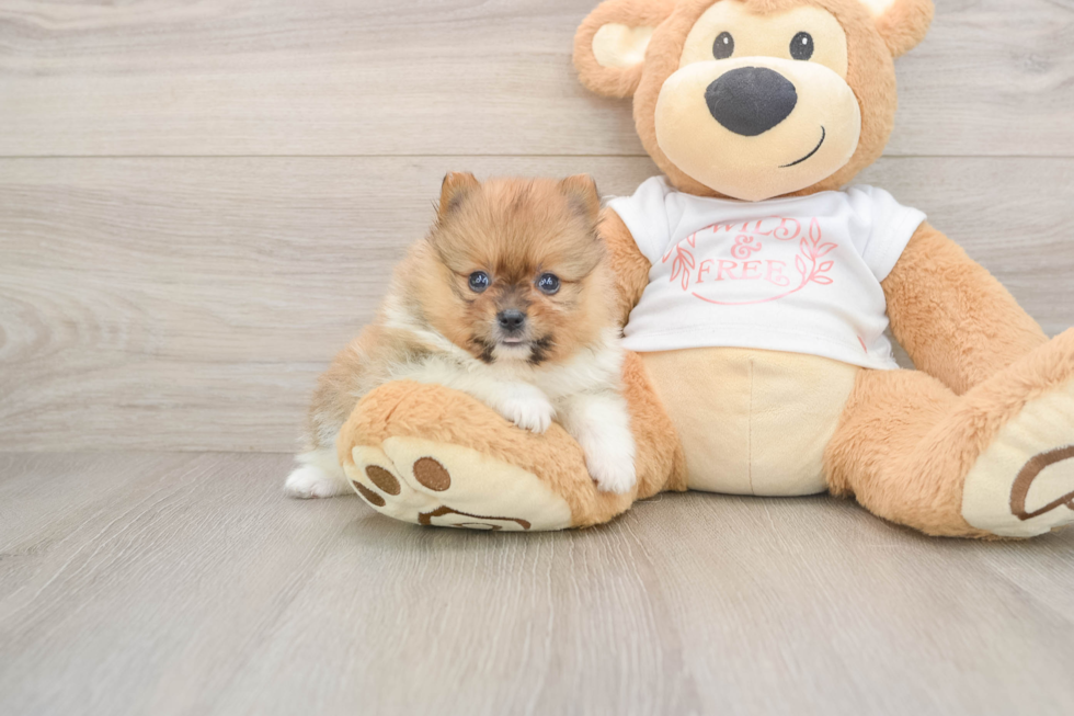 Best Pomeranian Baby