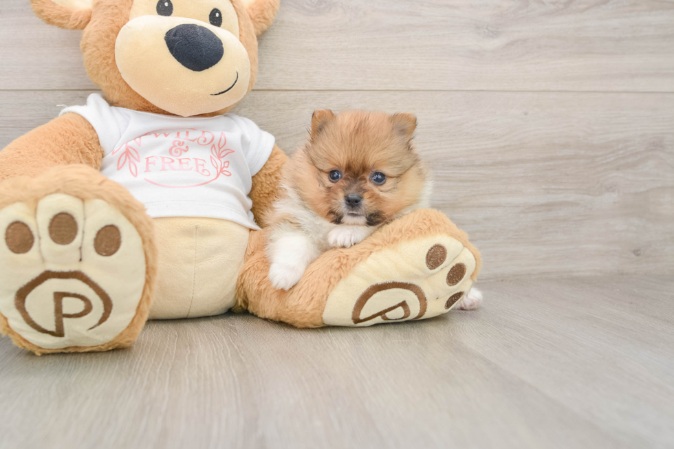 Akc Registered Pomeranian Baby