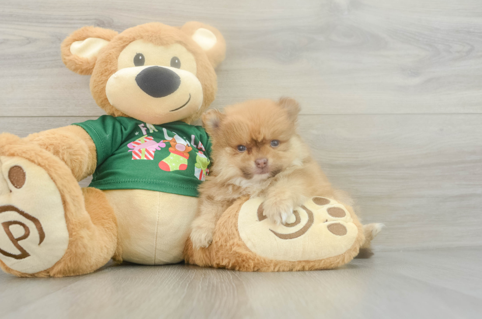 5 week old Pomeranian Puppy For Sale - Lone Star Pups