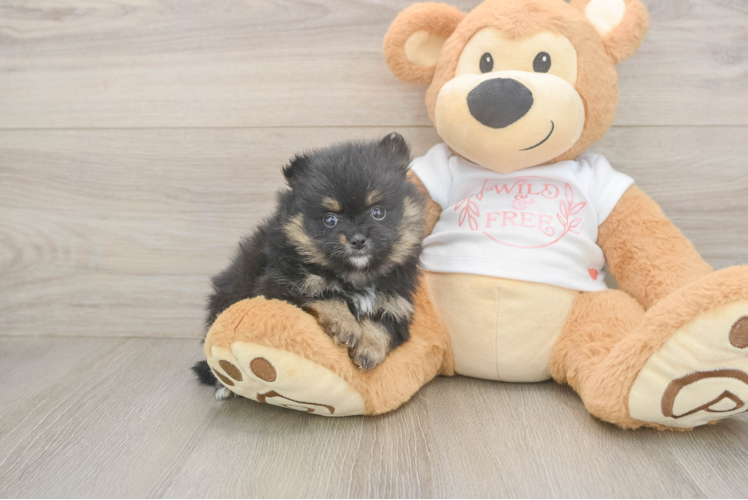 Popular Pomeranian Purebred Pup