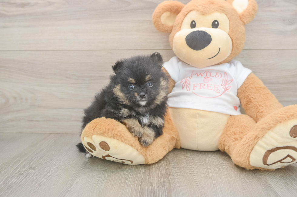 5 week old Pomeranian Puppy For Sale - Lone Star Pups