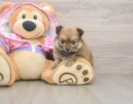 8 week old Pomeranian Puppy For Sale - Lone Star Pups