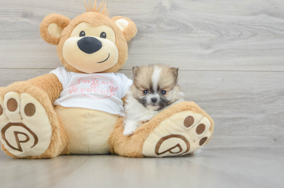 6 week old Pomeranian Puppy For Sale - Lone Star Pups